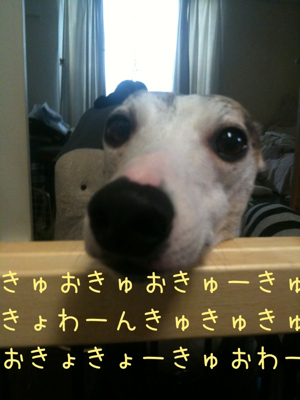 野生の王国