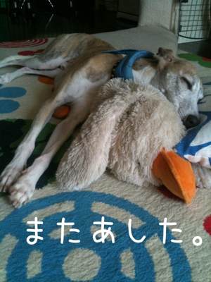 パブリックコメント書くなら明日がいいかも