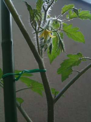 トマトの花が咲いたよ