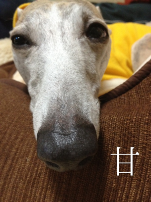 イールごめん。