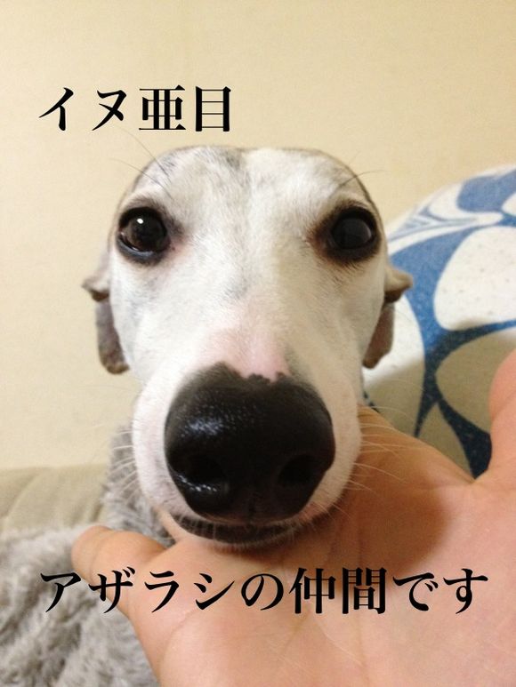甘いタレの時間 ウィペット トット