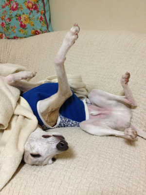 らくだ