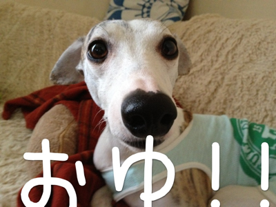 適温でサーブしてほしい犬