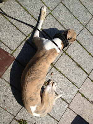 明日はいい日
